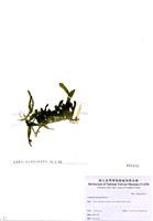 藏品(Caulerpa brachypus Harvey)的圖片